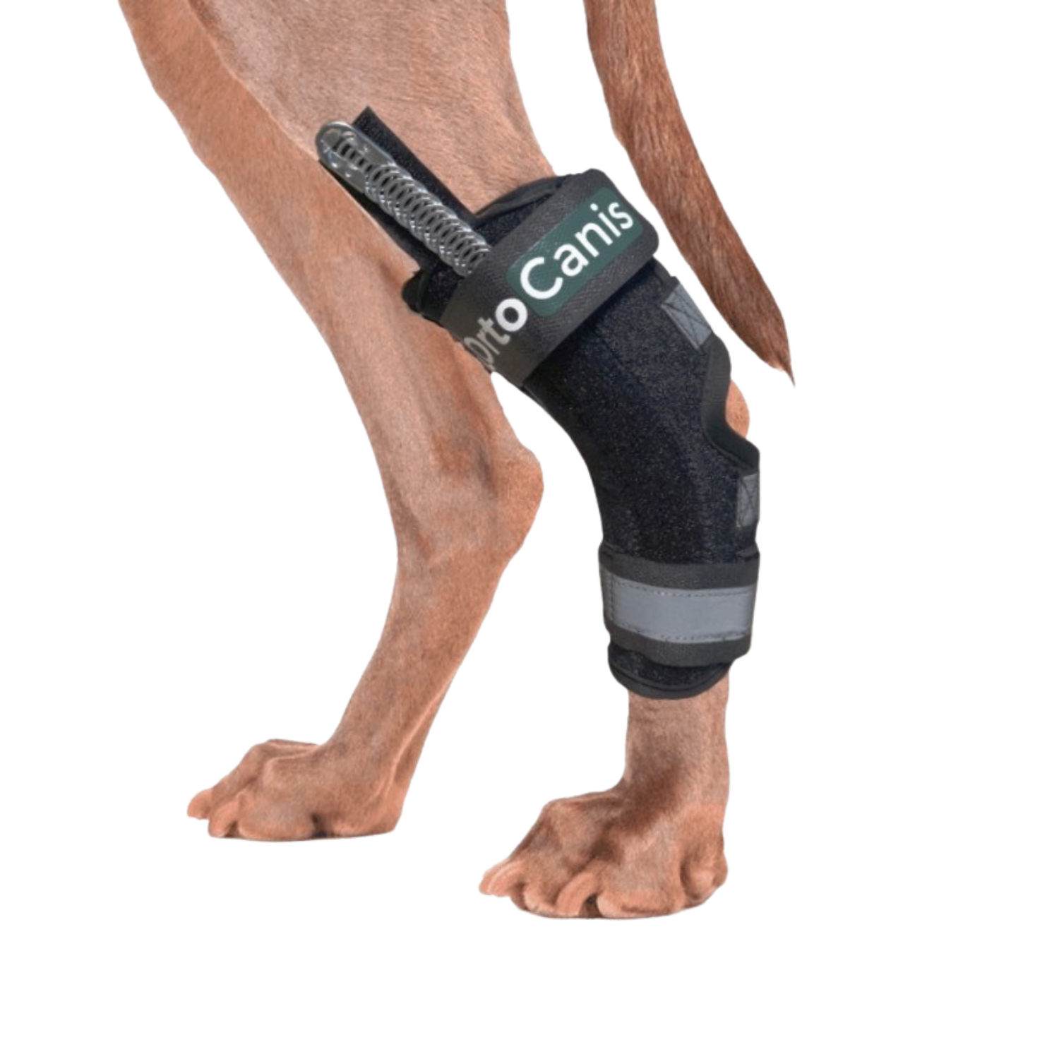 Hock Splint Brace for Dogs - Tarsus Support & Stabiliser usage view – Neoprene Comfort