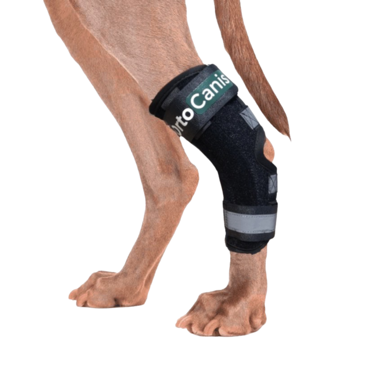 Hock Splint Brace for Dogs - Tarsus Support & Stabiliser label detail – Rehab Aid