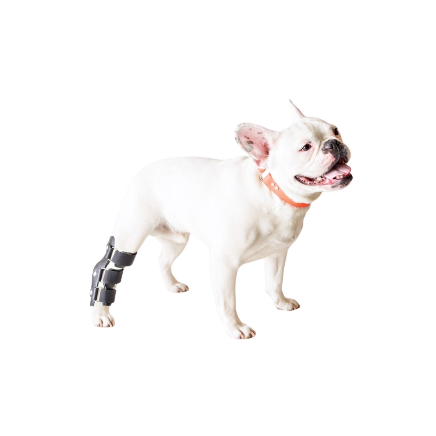 Hock Splint for Dogs - Tarsal Joint Immobiliser packaging – Skin Friendly