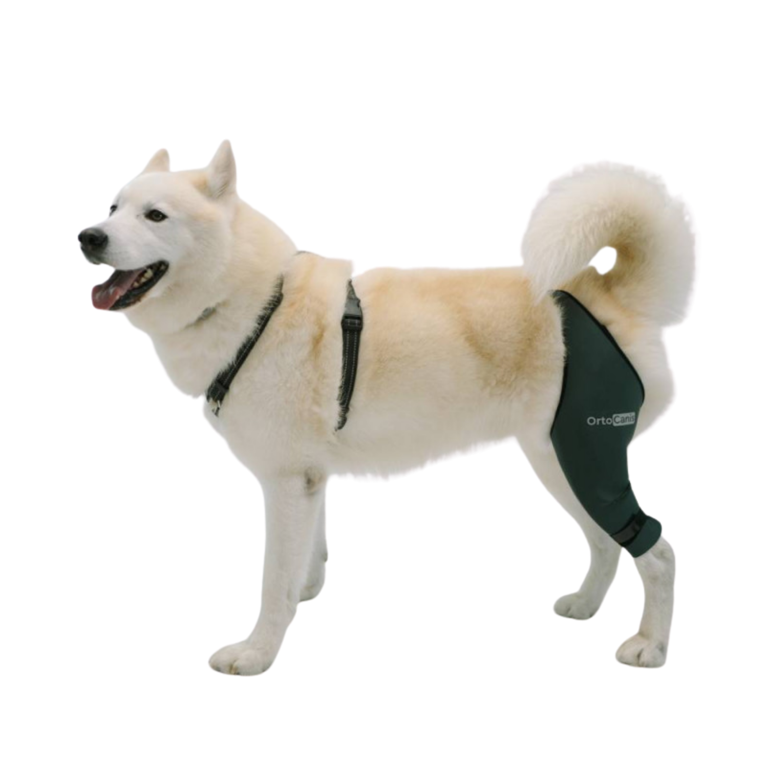 Knee Brace for Dogs - Joint Support & Injury Recovery usage view – Improved Mobility