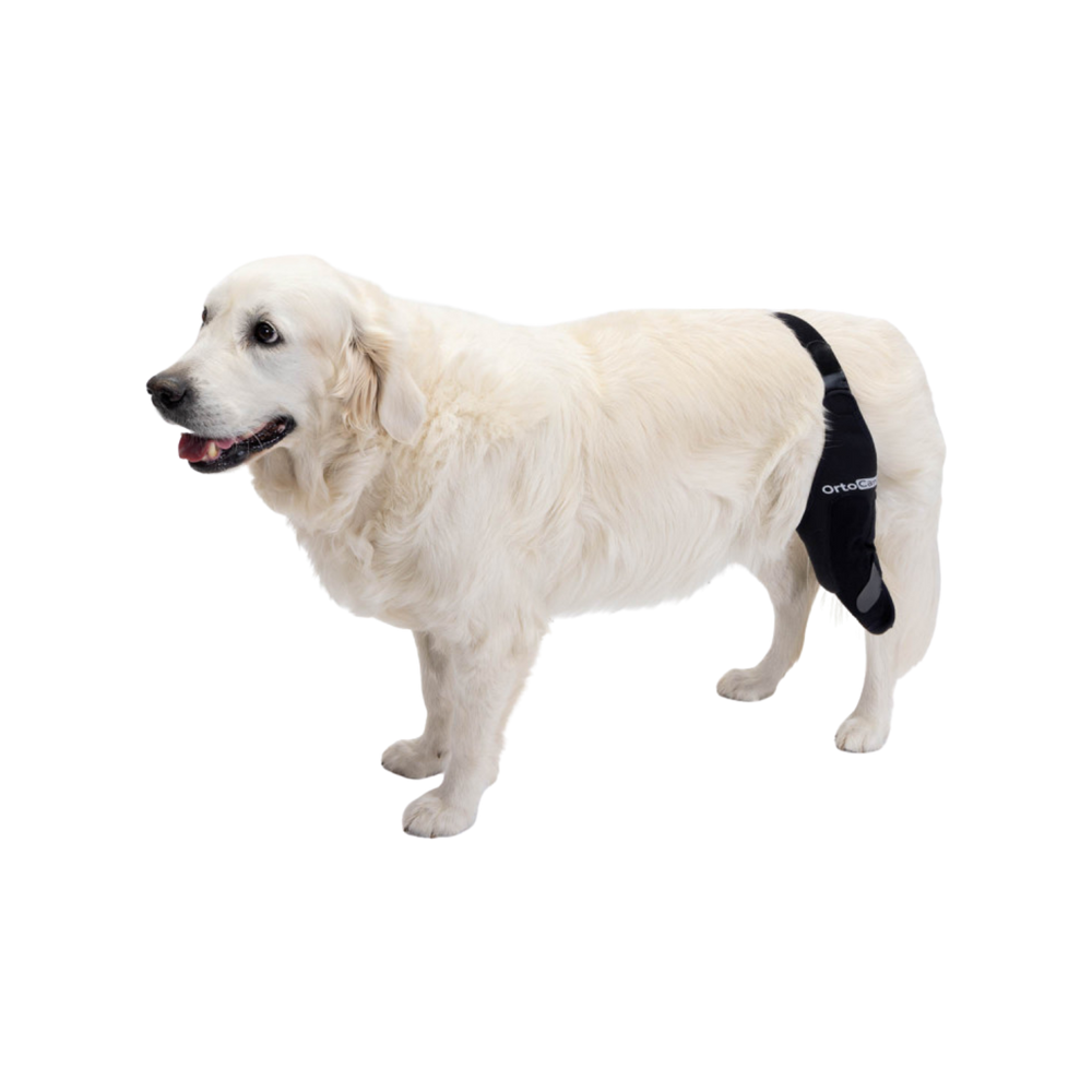 Knee Immobiliser for Dogs | ACL, Patella Luxation Support usage view – Patella Luxation
