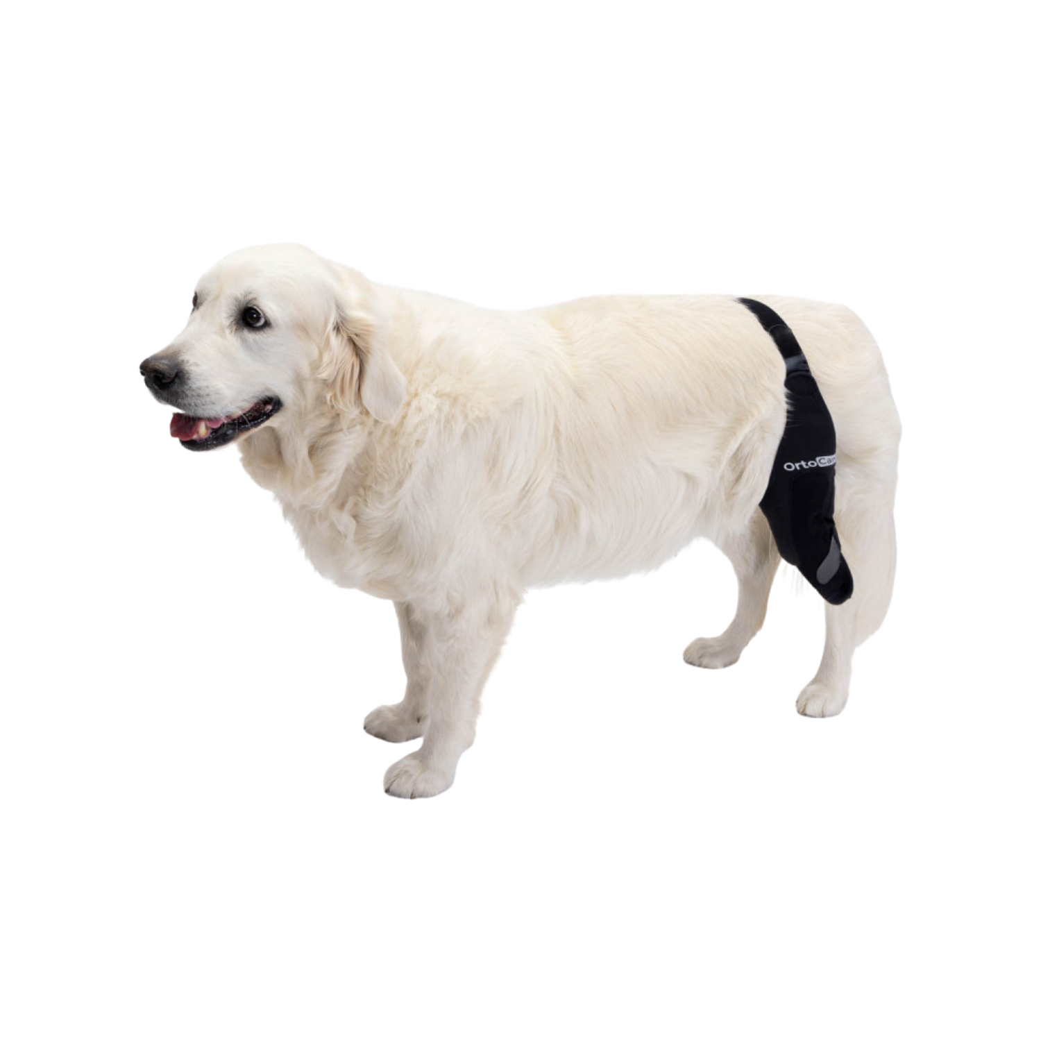 Knee Immobiliser for Dogs | ACL, Patella Luxation Support usage view – Patella Luxation