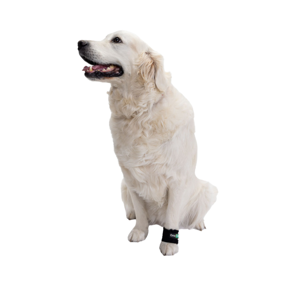 Limb Weights for Muscle Strengthening & Rehabilitation in Dogs product detail – Neurological Support