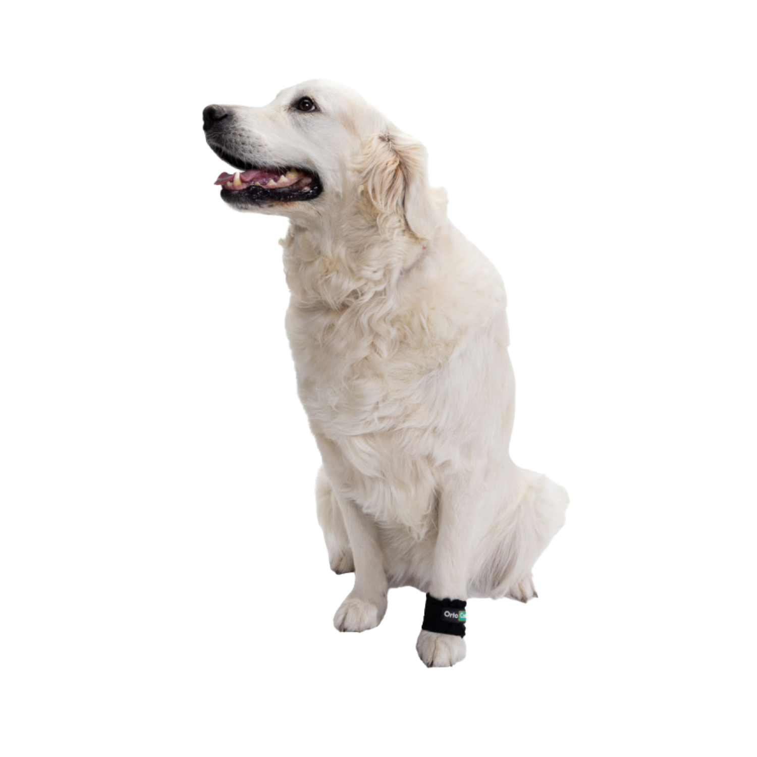 Limb Weights for Muscle Strengthening & Rehabilitation in Dogs product detail – Neurological Support