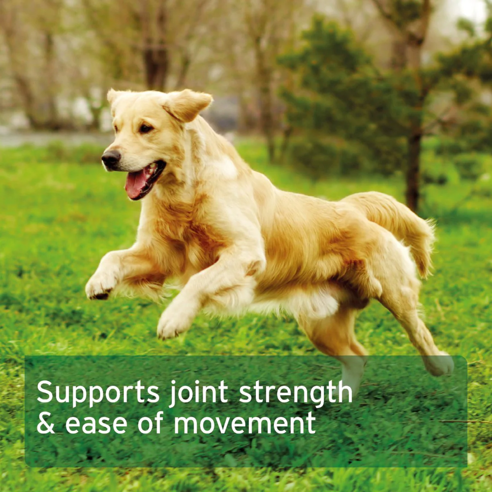 MSM Powder for Dogs & Cats - Joint & Coat Support 300g close-up – Joint Support