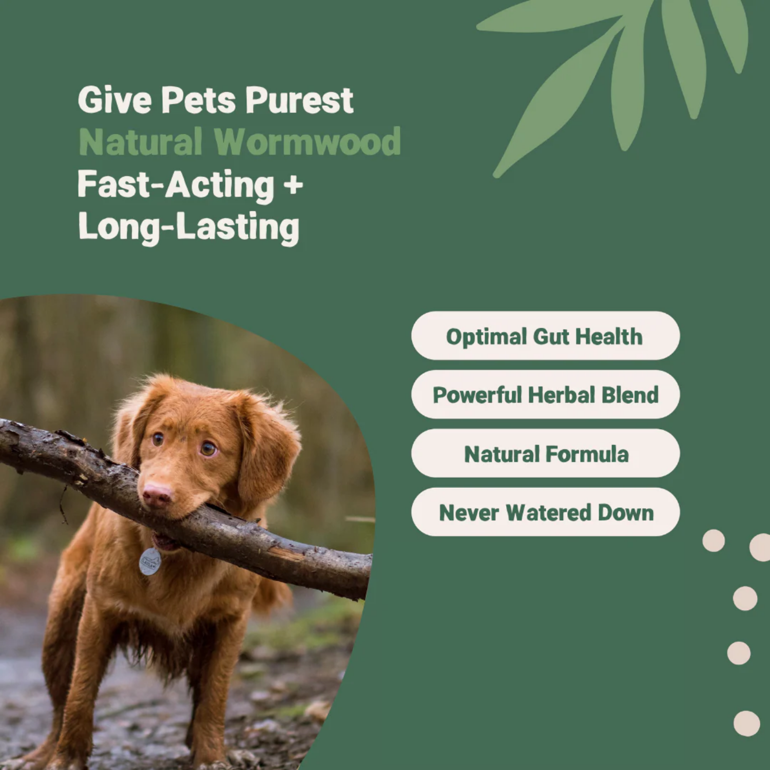 Natural Wormwood Herbal Drops for Dogs & Cats 50ml product detail – Natural Herbal