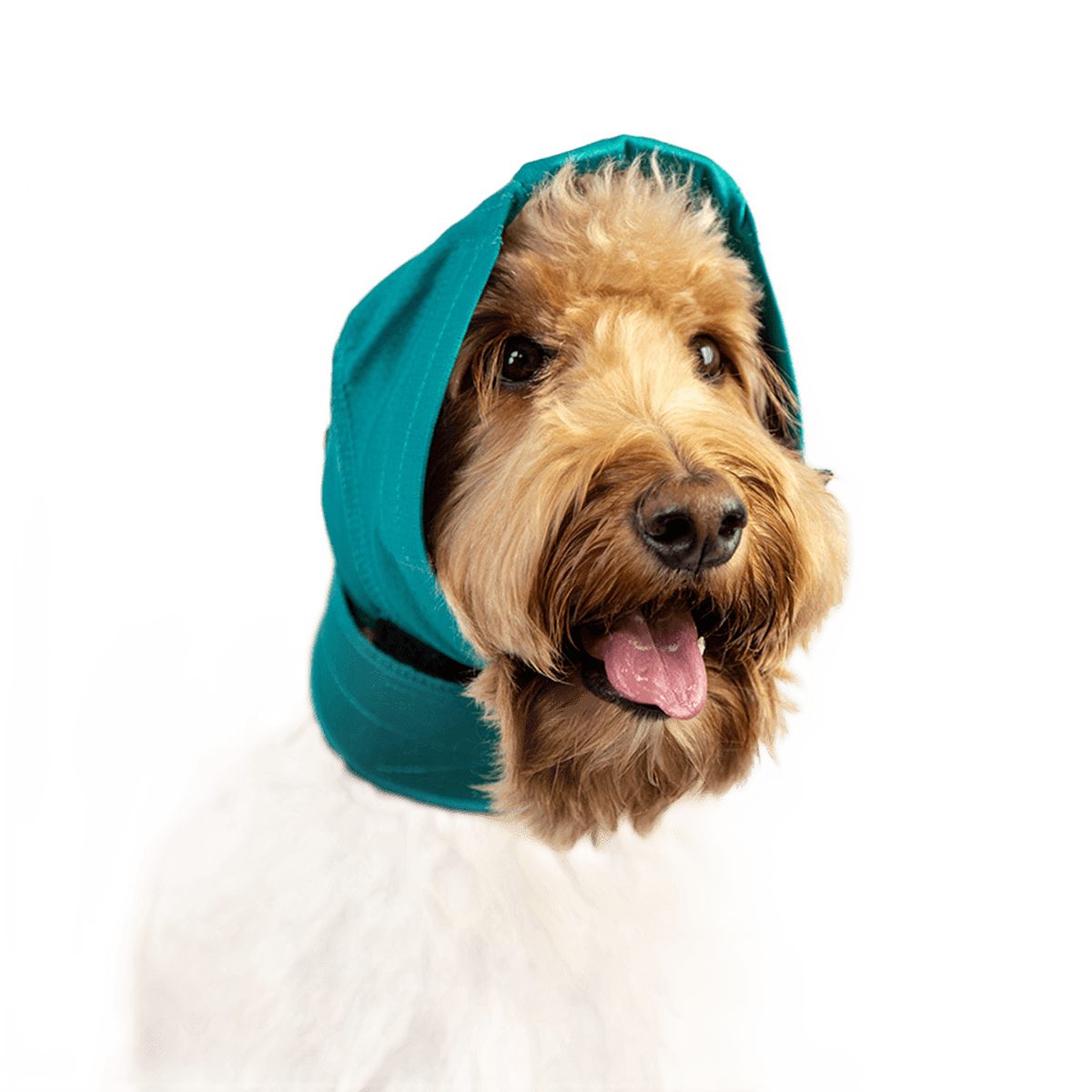 No Flap Ear Wrap for Dogs - Aural Haematoma Recovery – Prevents Re-Injury & Post-Surgery Support