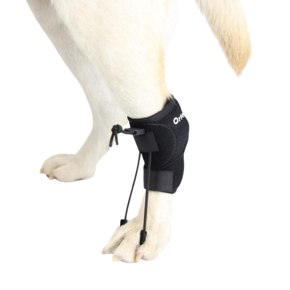 No-Knuckling Sling for Dogs - Proprioceptive Corrector packaging – Hind Leg Support