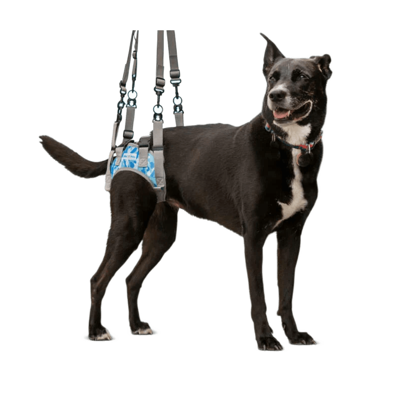 Rear Lift Harness for Dogs with Hind Leg Mobility Problems