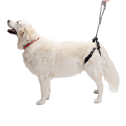 Rear Support Harness for Dogs with Hip & Mobility Issues