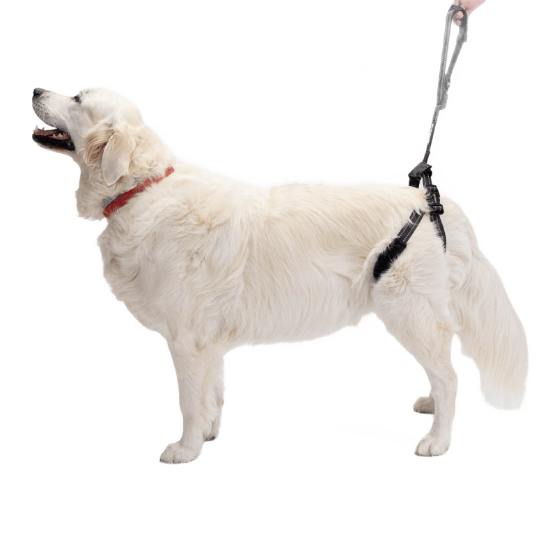 Rear Support Harness for Dogs with Hip & Mobility Issues