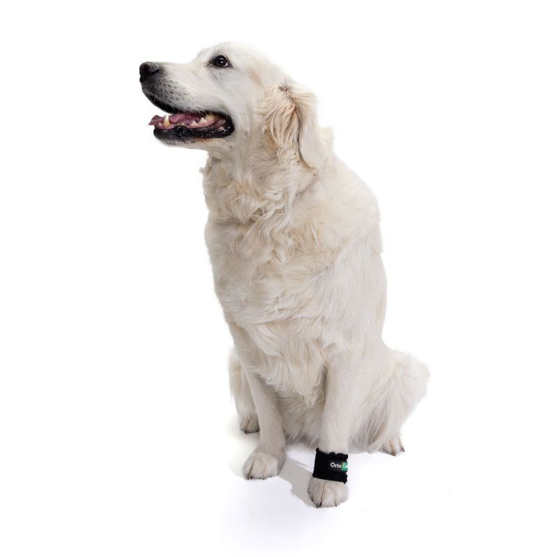 Limb Weights for Muscle Strengthening & Rehabilitation in Dogs