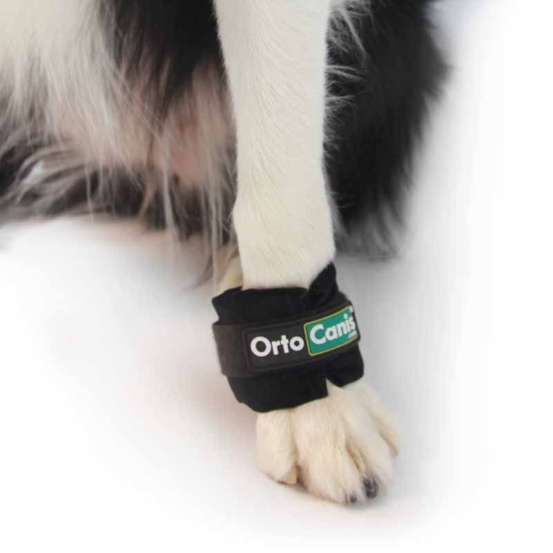 Limb Weights for Muscle Strengthening & Rehabilitation in Dogs