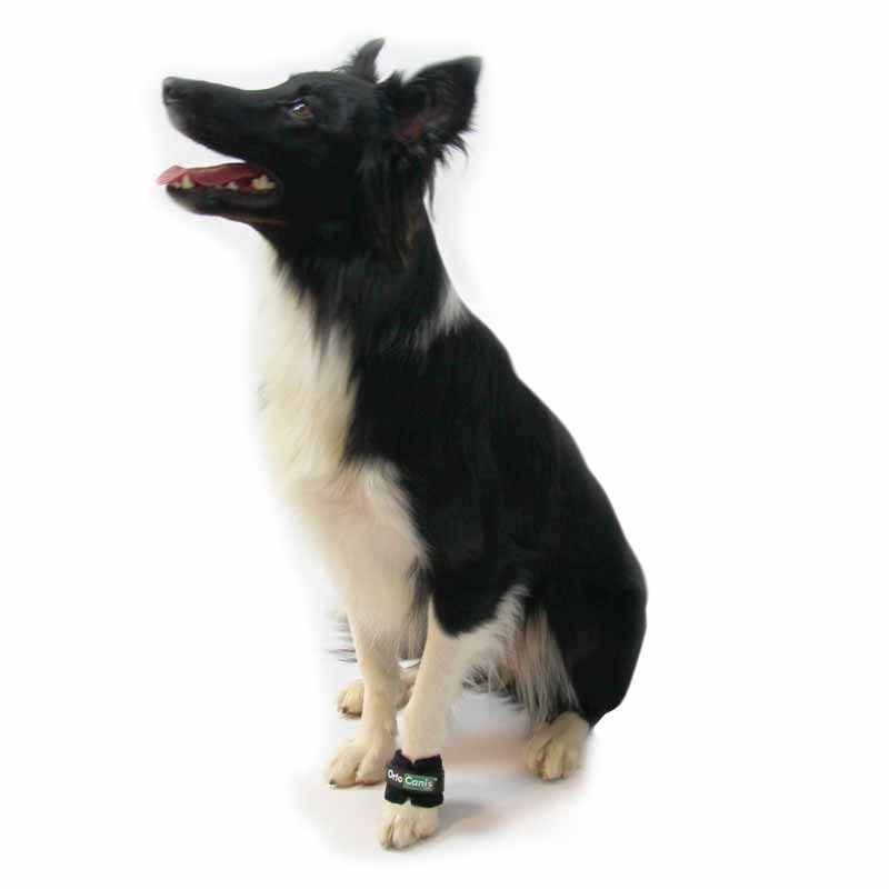 Limb Weights for Muscle Strengthening & Rehabilitation in Dogs