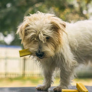 Chew Bars with Turmeric for Dogs — Natural Himalayan Cheese