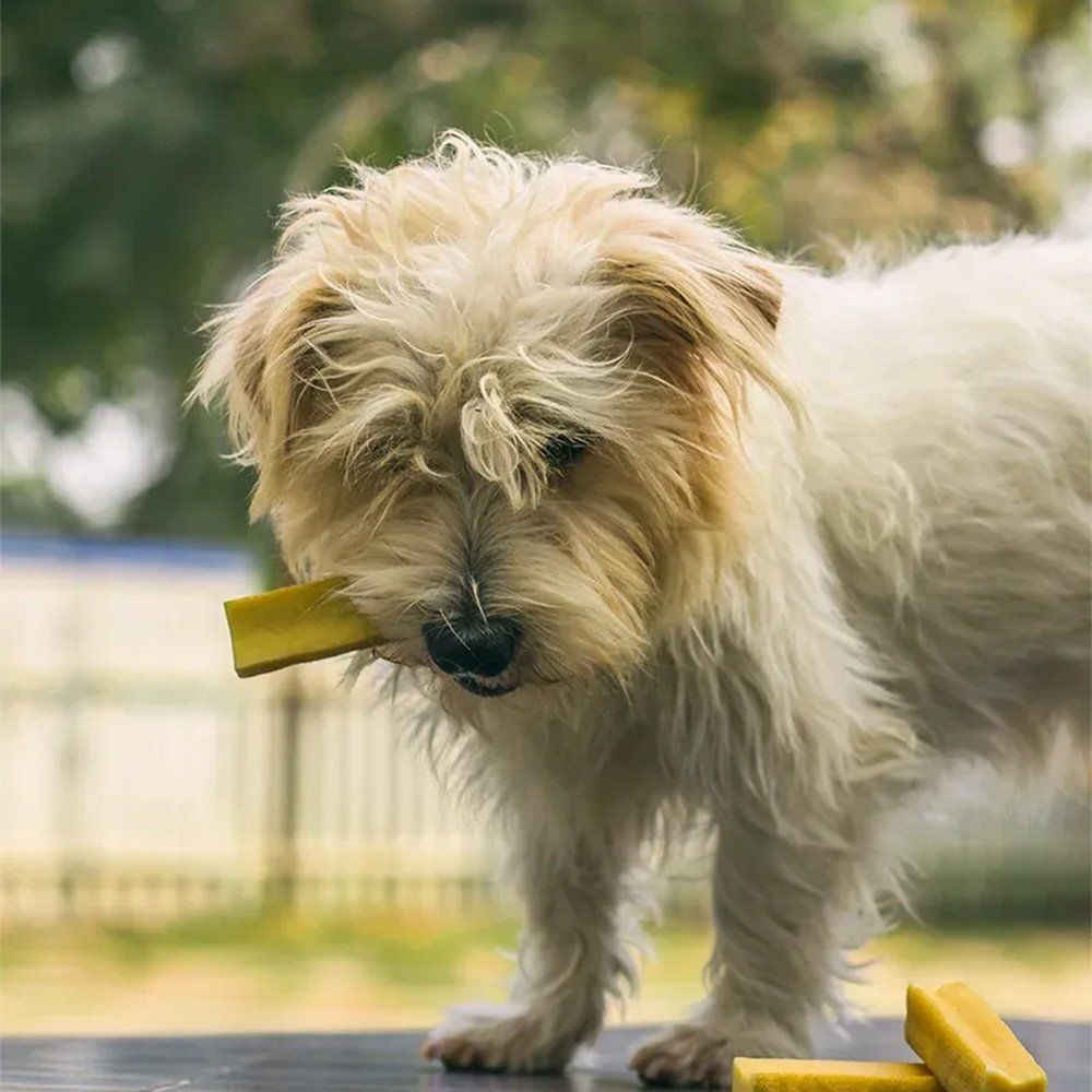 Chew Bars with Turmeric for Dogs — Natural Himalayan Cheese