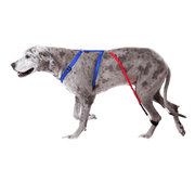 Biko Brace — Walking Aid for Ataxia & Degenerative Myelopathy