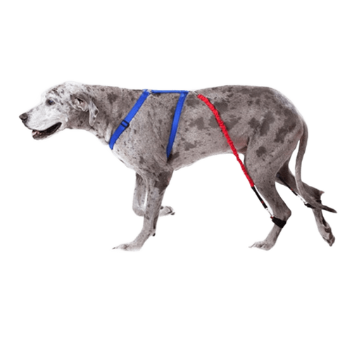 Biko Brace — Walking Aid for Ataxia & Degenerative Myelopathy