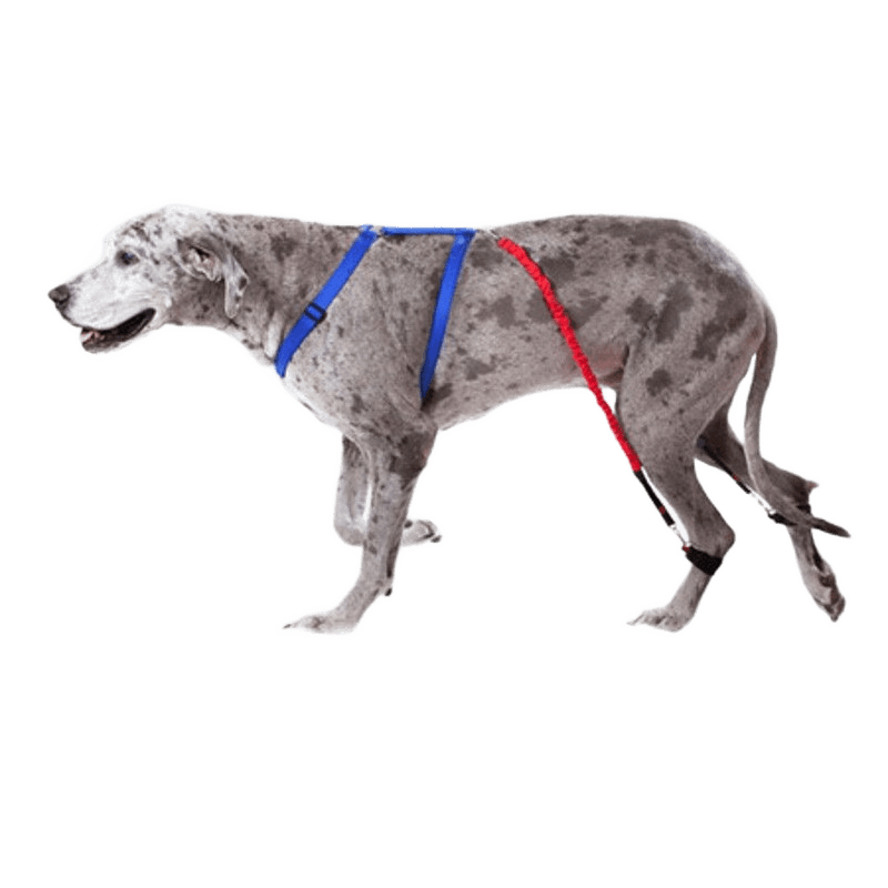 Biko Brace — Walking Aid for Ataxia & Degenerative Myelopathy