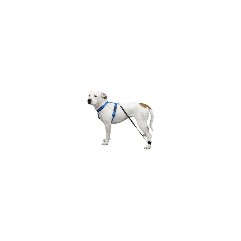 Biko Brace — Walking Aid for Ataxia & Degenerative Myelopathy