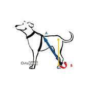 Biko Brace — Walking Aid for Ataxia & Degenerative Myelopathy