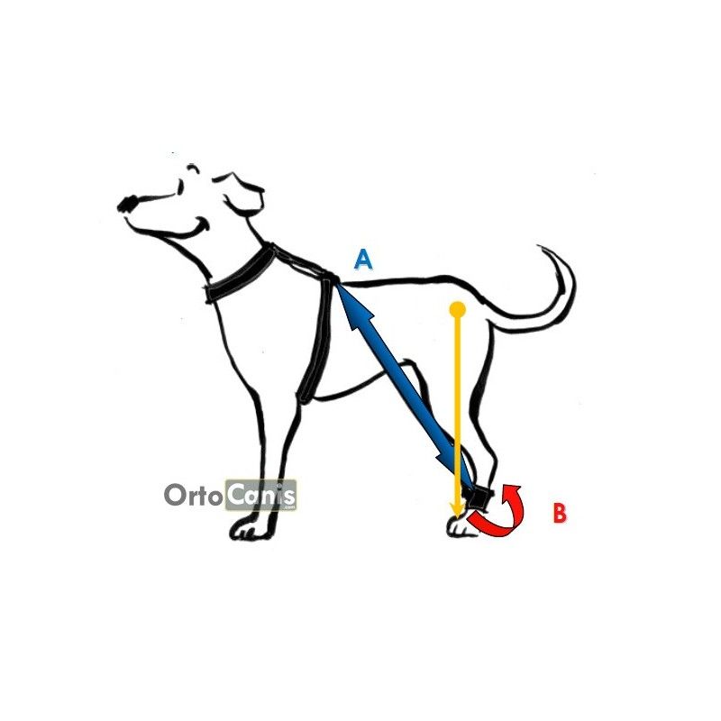Biko Brace — Walking Aid for Ataxia & Degenerative Myelopathy