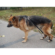 Biko Brace — Walking Aid for Ataxia & Degenerative Myelopathy