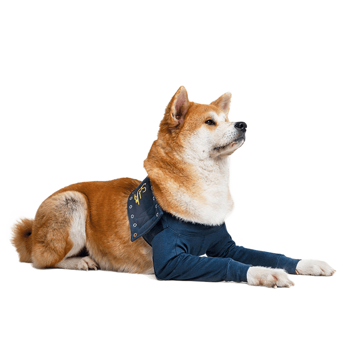 Double Front Leg Sleeve Recovery Shirt for Dogs