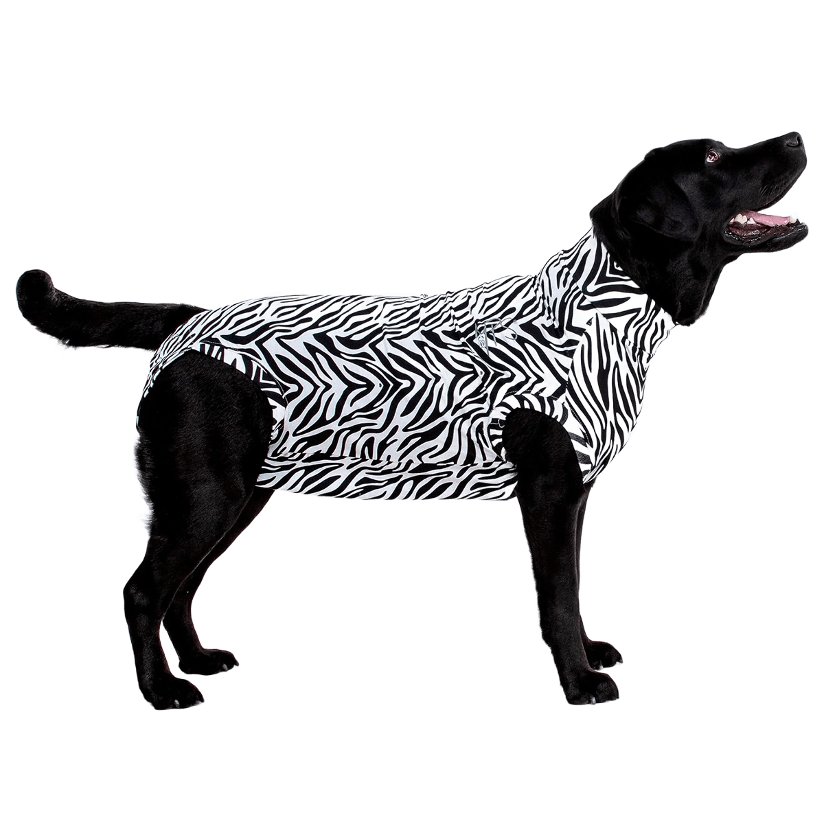Zebra Print Medical Recovery Shirt for Dogs
