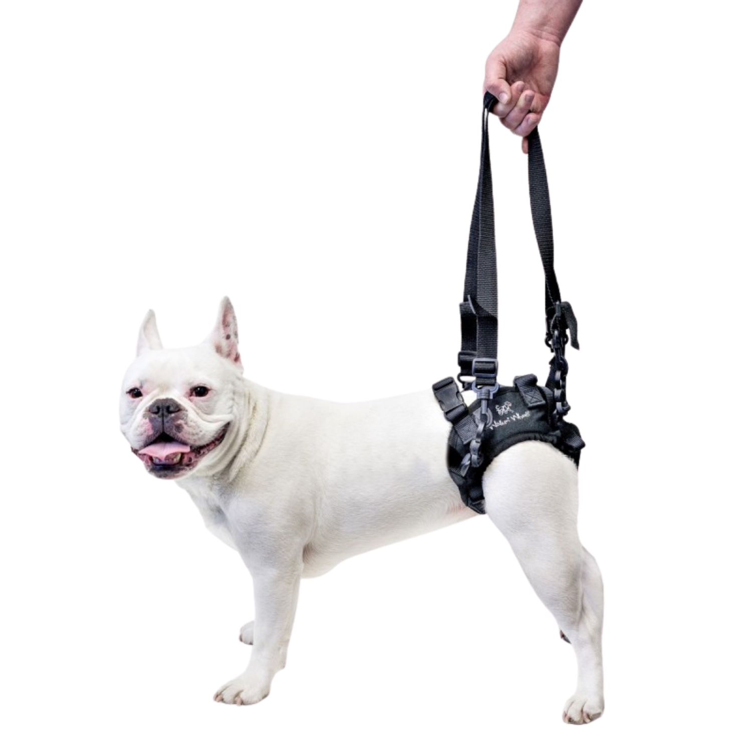 Rear Lift Harness for Dogs with Hind Leg Mobility Problems – Rear Lift Support & Hip Dysplasia Aid