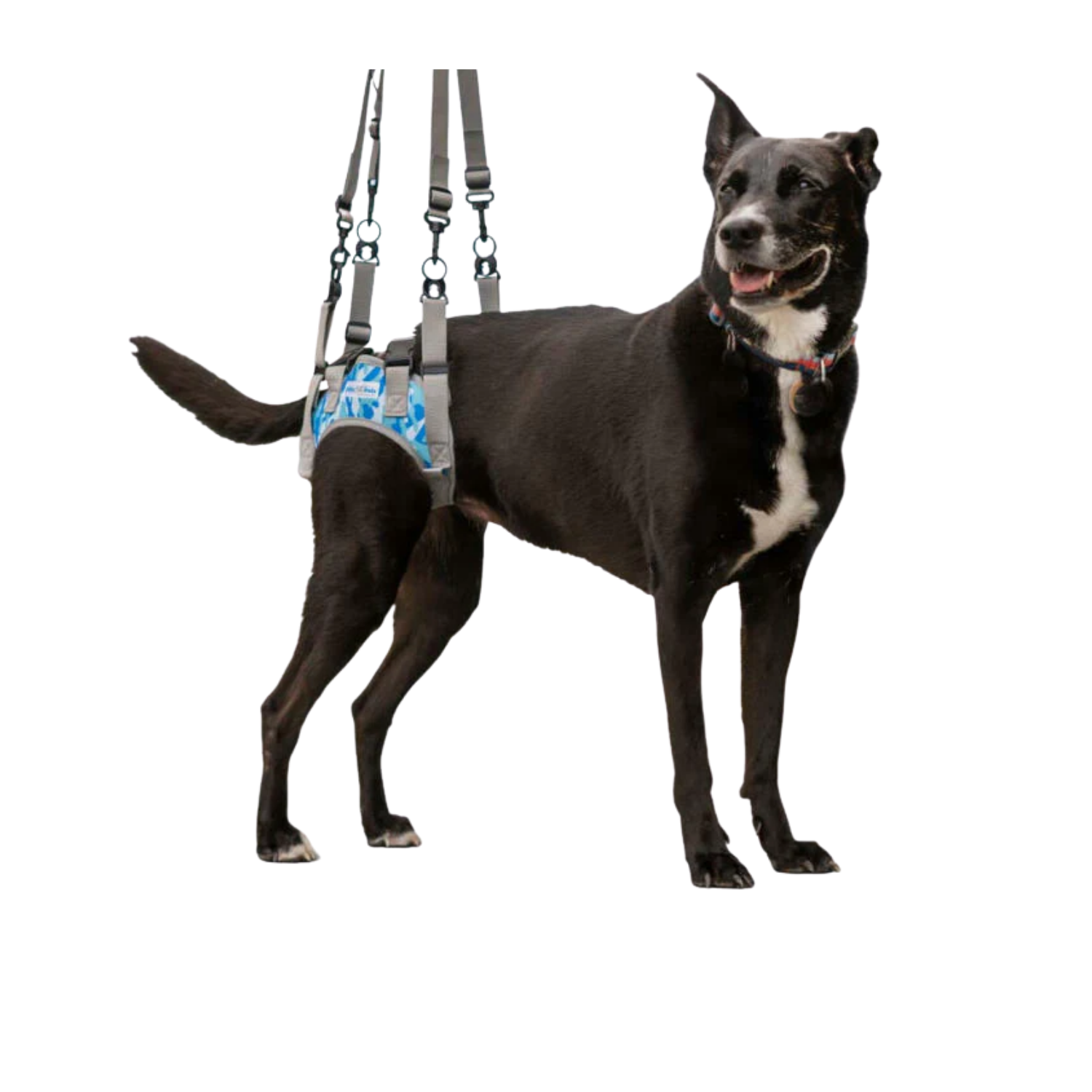 Rear Lift Harness for Dogs with Hind Leg Mobility Problems product detail – Post-Surgery Recovery
