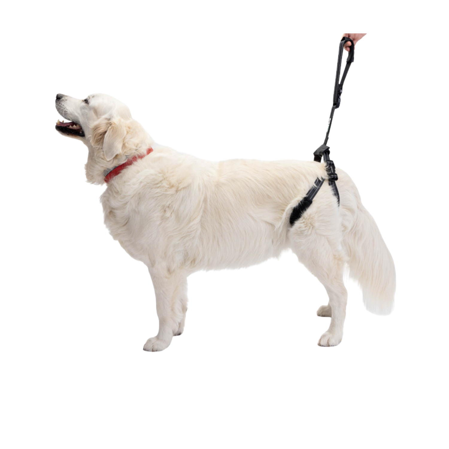 Rear Support Harness for Dogs with Hip & Mobility Issues packaging – Hip Dysplasia Aid