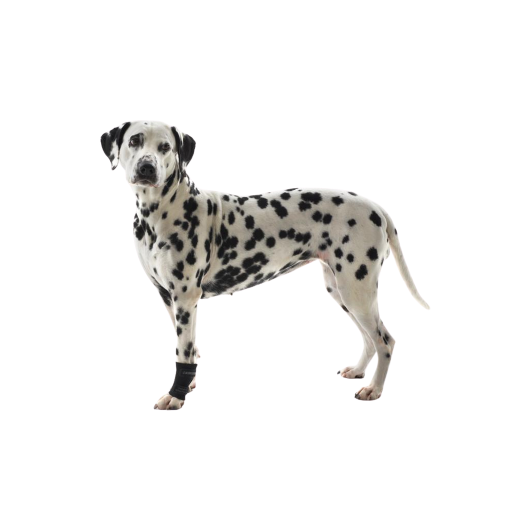 Rehab Carpal Joint Protection Wrap for Dogs – Joint Stabilisation & Post-Surgery Support