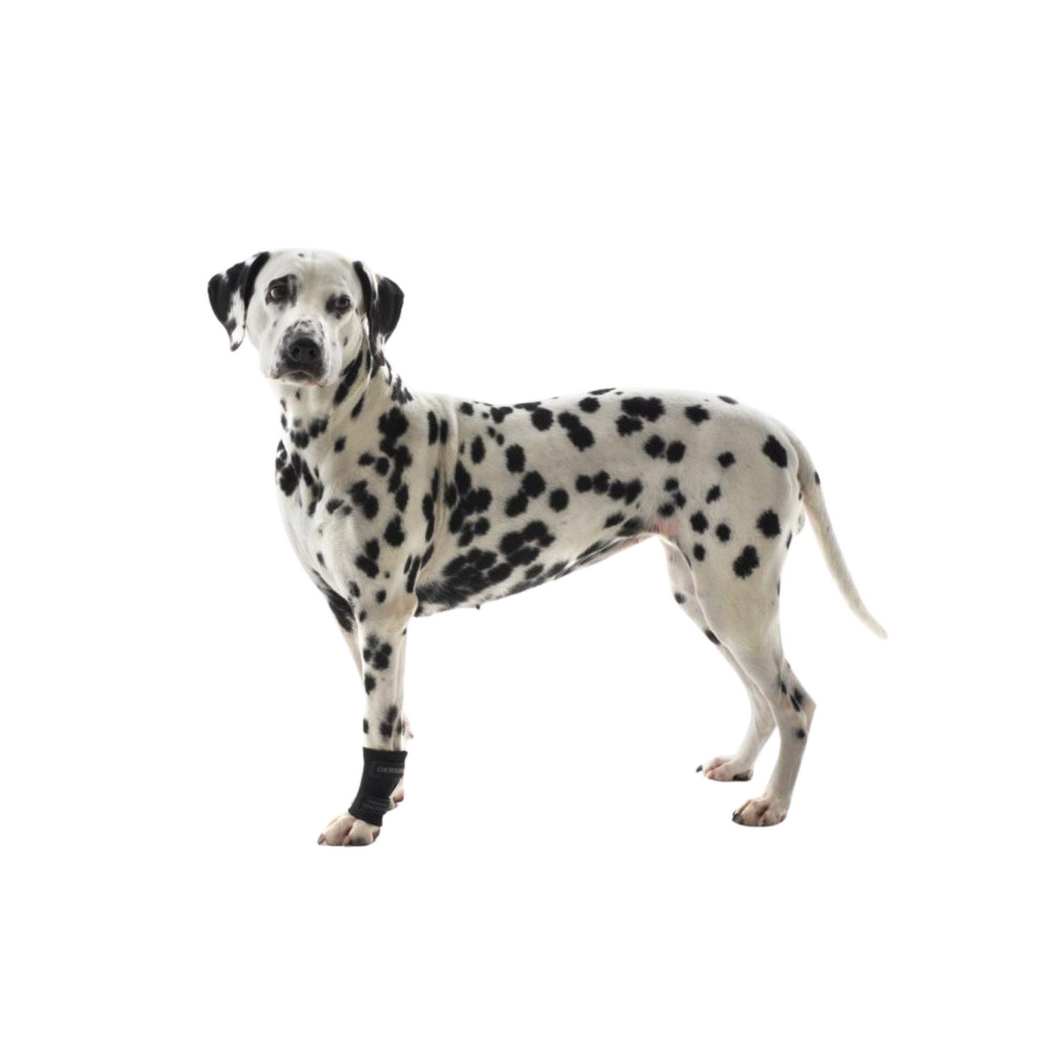 Rehab Carpal Joint Protection Wrap for Dogs – Joint Stabilisation & Post-Surgery Support