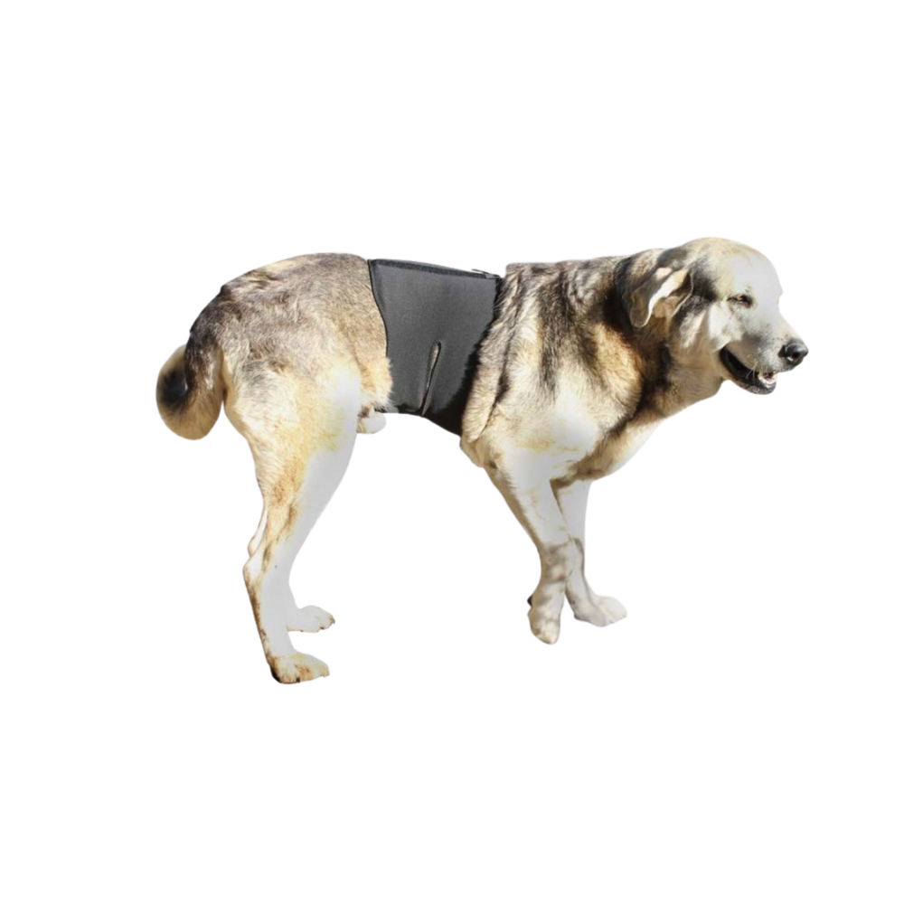 Thermal Back Brace for Dogs - Lumbar & Spine Support packaging – Inflammation Comfort