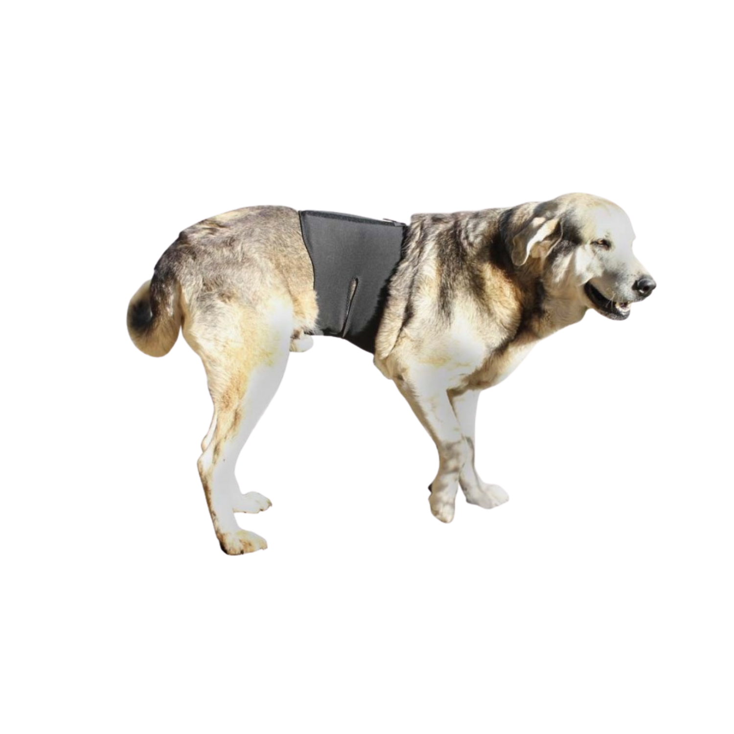 Thermal Back Brace for Dogs - Lumbar & Spine Support packaging – Inflammation Comfort