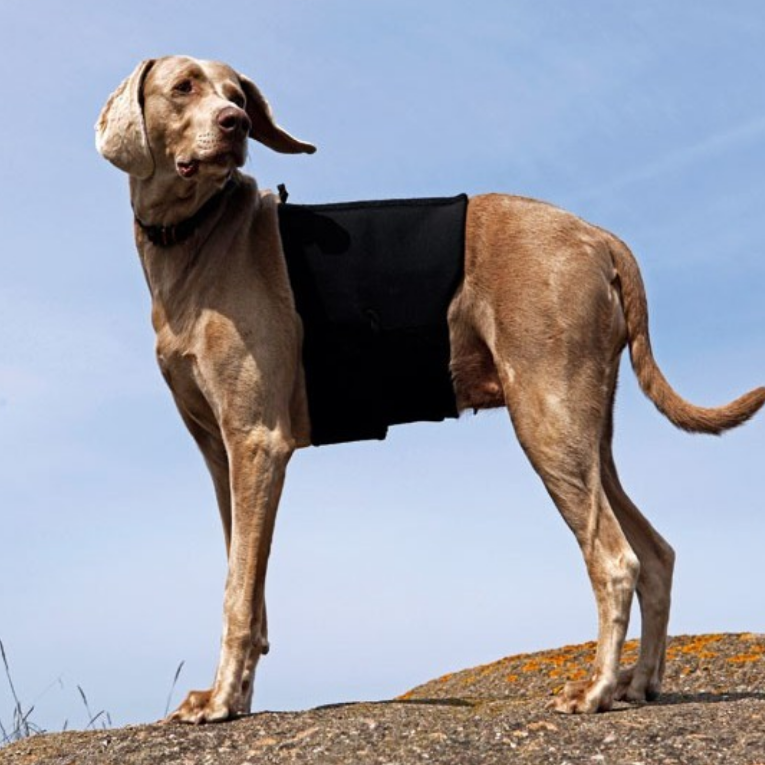 Thermal Back Brace for Dogs - Lumbar & Spine Support product detail – Thermal Therapy